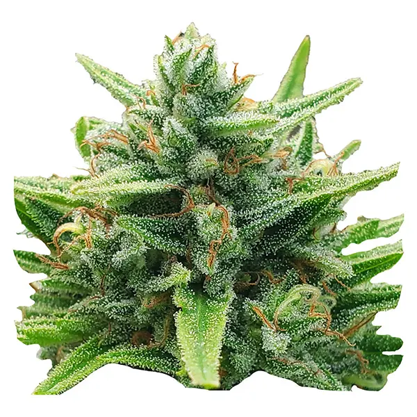 Image for Lemon Sunshine Feminized Seeds, cannabis seeds by Weathered Islands Craft Cannabis