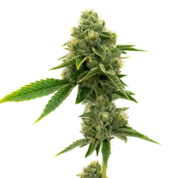 Image for Northern Lights Auto Seeds, cannabis seeds by Freedom Cannabis