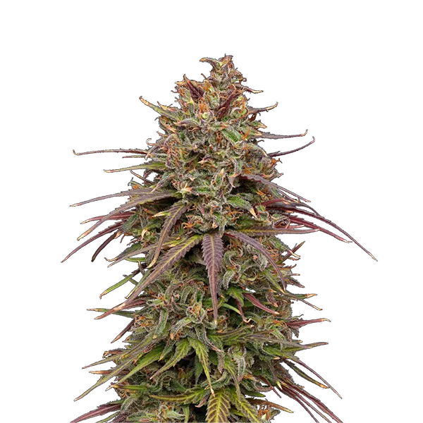 Image for Painted Lady CBD Seeds, cannabis seeds by Freedom Cannabis