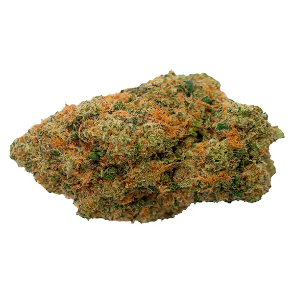 Reptilian Reserve (Dried Flower) by Conspiracy