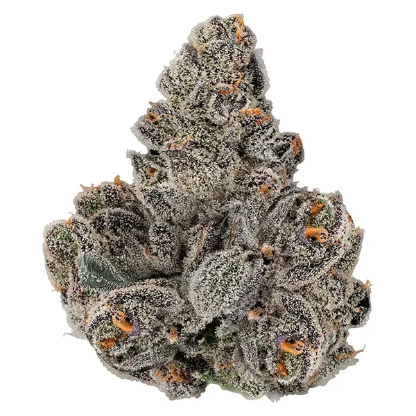 Bud image for Gastro Pop, cannabis all products by Kwall