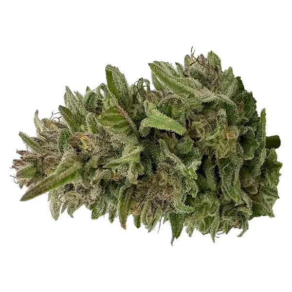 Bud image for Pretty Chill Indica, cannabis all products by Deelish