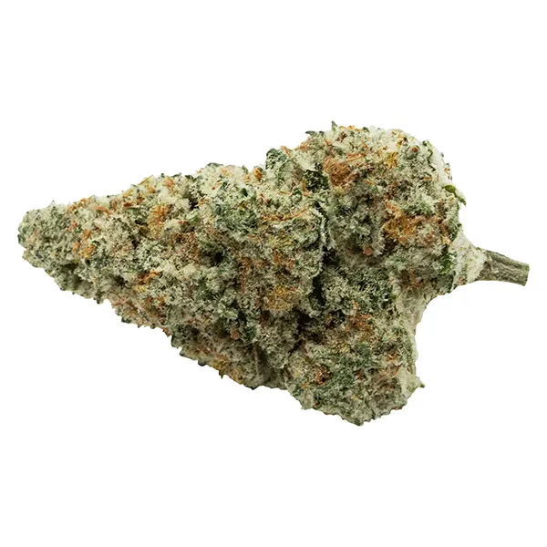 Image for Back Stage Pass Indica