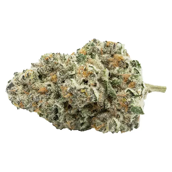 Bud image for Back Stage Pass Sativa, cannabis all products by Encore Supply Co