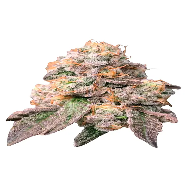 Image for Chronic Tonic x Zombie Kush, cannabis seeds by Trichome Hills Corp