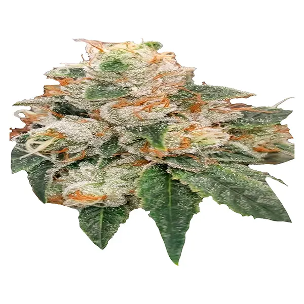 Image for Trainwreck x Donny OG, cannabis seeds by Trichome Hills Corp