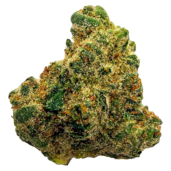 Northern Lights