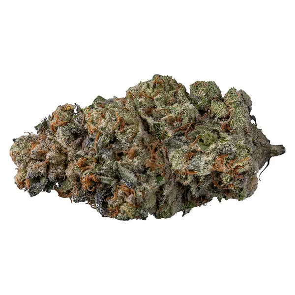 Indica