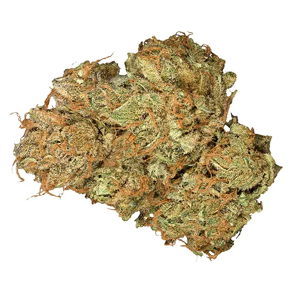 Bud image for Jean Guy CBD, cannabis all products by Orchid CBD