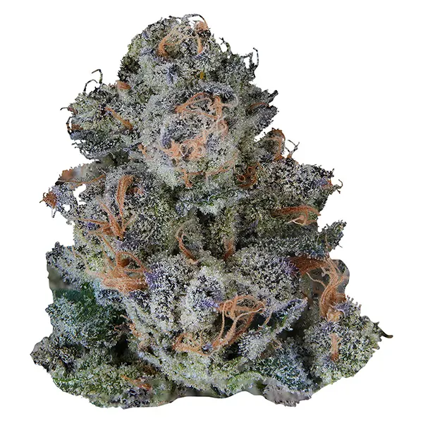 Bud image for Platinum Lemon Cherry Gelato, cannabis dried flower by Volo