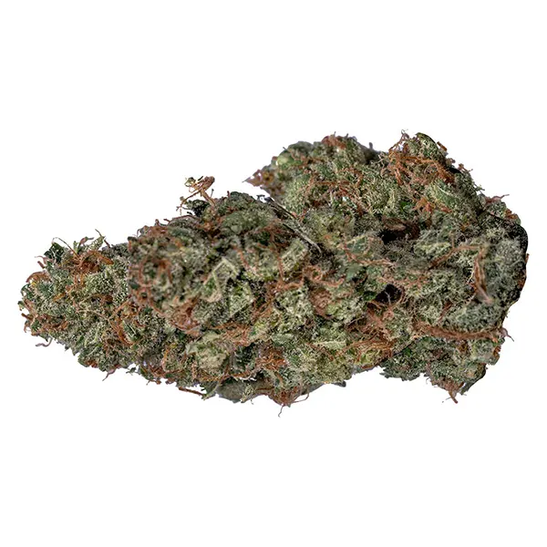 Sativa