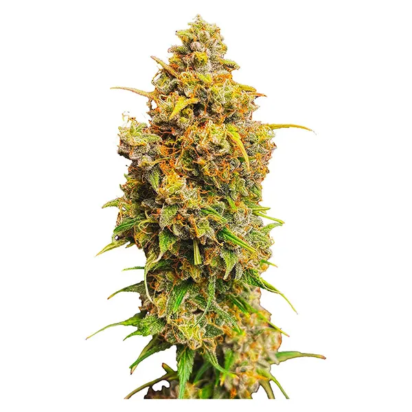 Image for Crown Jewelz Regular Seeds, cannabis seeds by Voodoo Shack Seed Company