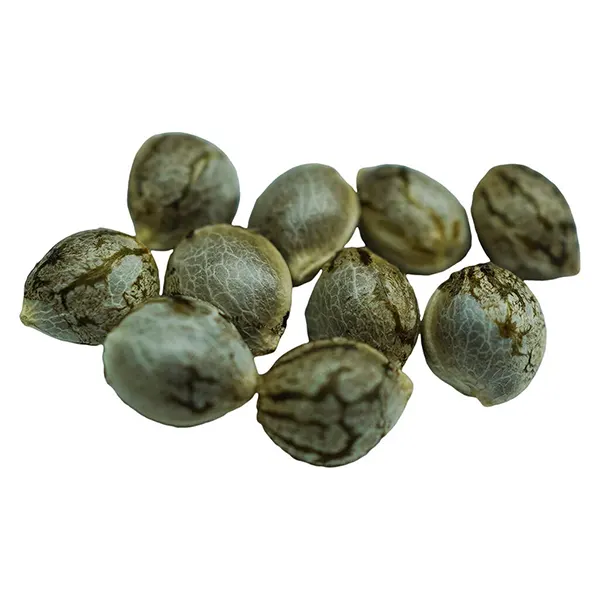 Crown Jewelz Regular Seeds (Seeds) by Voodoo Shack Seed Company