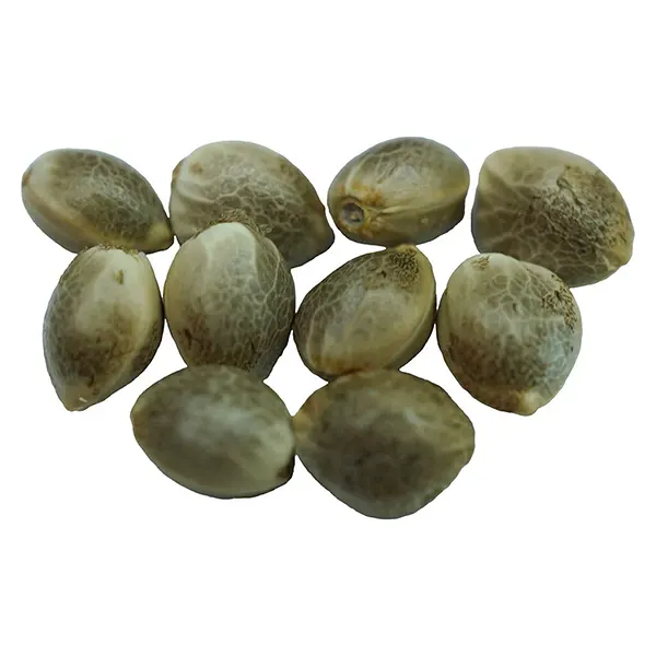 Diamond Scout Regular Seeds (Seeds) by Voodoo Shack Seed Company