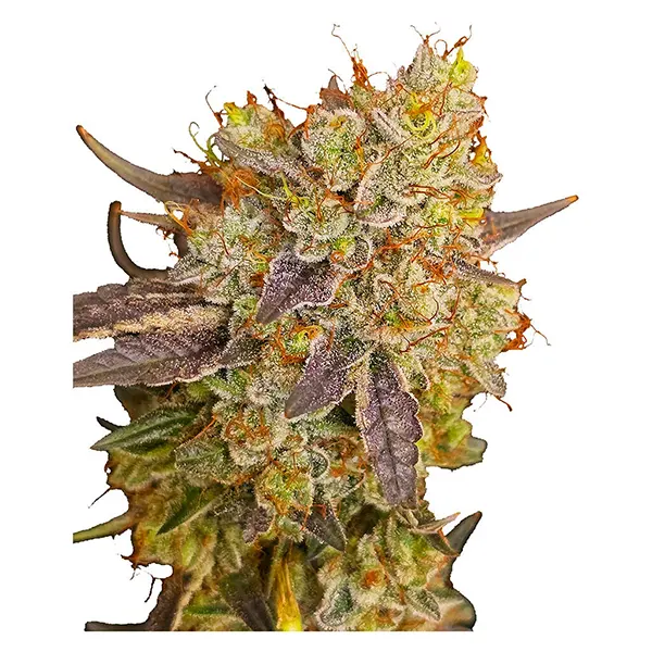 Image for Ruby Tuesday Regular Seeds, cannabis seeds by Voodoo Shack Seed Company
