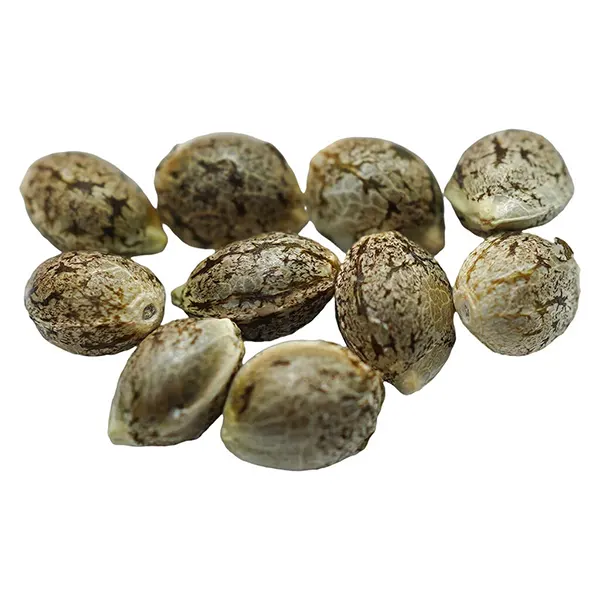 Ruby Tuesday Regular Seeds (Seeds) by Voodoo Shack Seed Company