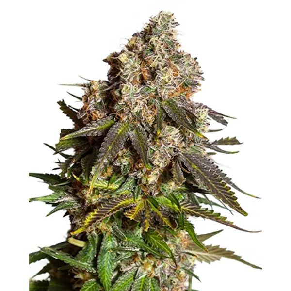 Image for Gary Peyton x Lemon Cherry Runtz Feminized Seeds, cannabis seeds by Northern Canna