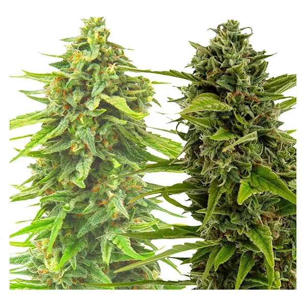 Image for BC West Coast Feminized Photoperiod Seed Multipack 2+2, cannabis seeds by Weathered Islands Craft Cannabis