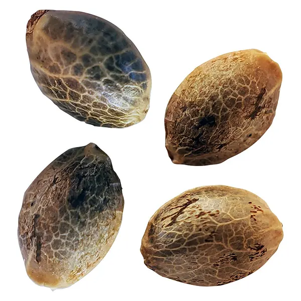 BC West Coast Feminized Photoperiod Seed Multipack 2+2 (Seeds) by Weathered Islands Craft Cannabis