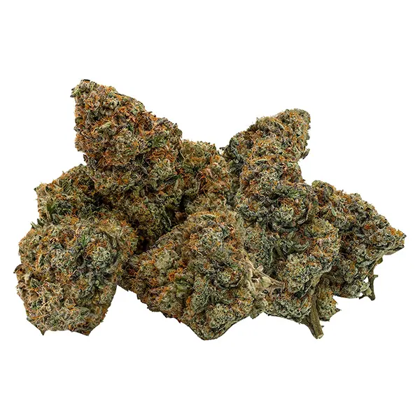 Plant Bud by Northern Canna