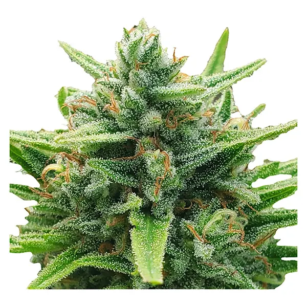Image for Lemon Sunshine Autoflower Feminized Seeds, cannabis all products by Weathered Islands Craft Cannabis