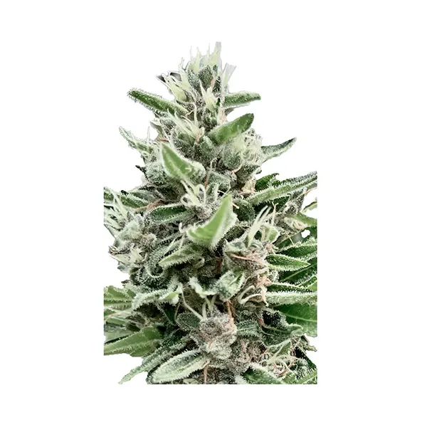 Image for Apple Truffle Breath - Feminized, cannabis all products by Clone Collector Seed Bank