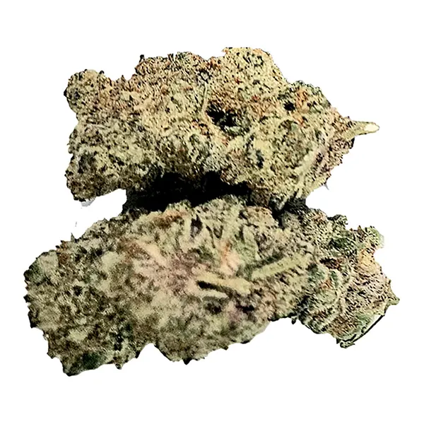 Bud image for Buzz'd OG, cannabis dried flower by Buzz'd