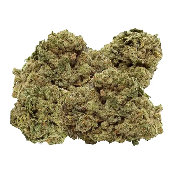 Bud image for Titanimal, cannabis all products by Truro