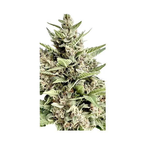 Image for Modified Kush Mints - Feminized Seeds, cannabis all products by Clone Collector Seed Bank