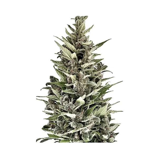 Mendocino Cherry Pie THC Auto - Regular Seeds (Seeds) by Autoflower Breeder's Club