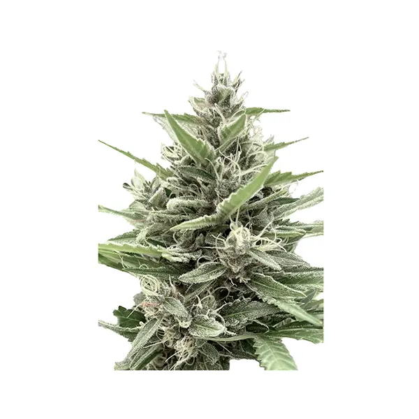 Modified Animal Cookies - Feminized (Seeds) by Clone Collector Seed Bank