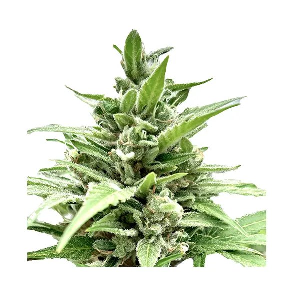 Tangerine Truffle Breath - Feminized Seeds (Seeds) by Clone Collector Seed Bank