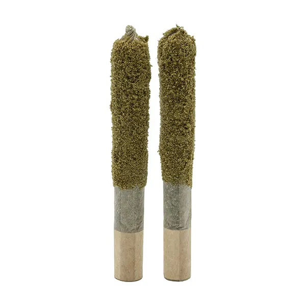 Forbidden RNTZ Dusted Dank 1's Infused Pre-Roll