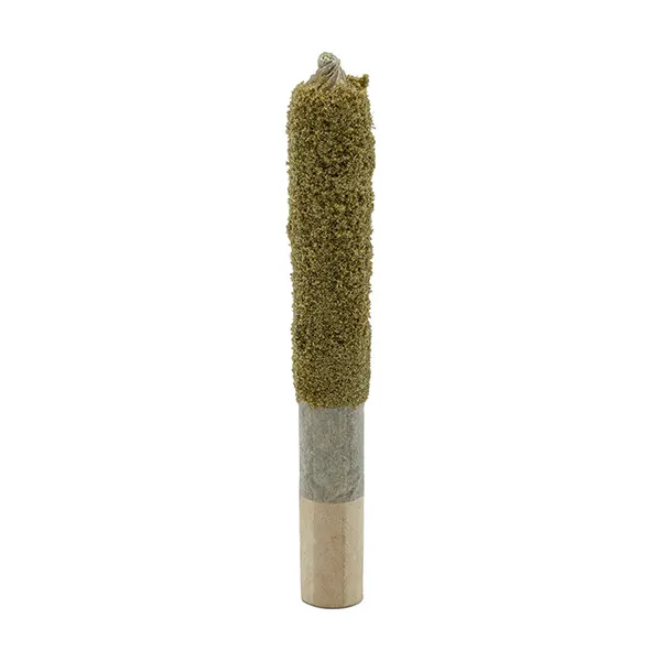 Mosa x Blood Orange Dusted Dank 1 Infused Pre-Roll