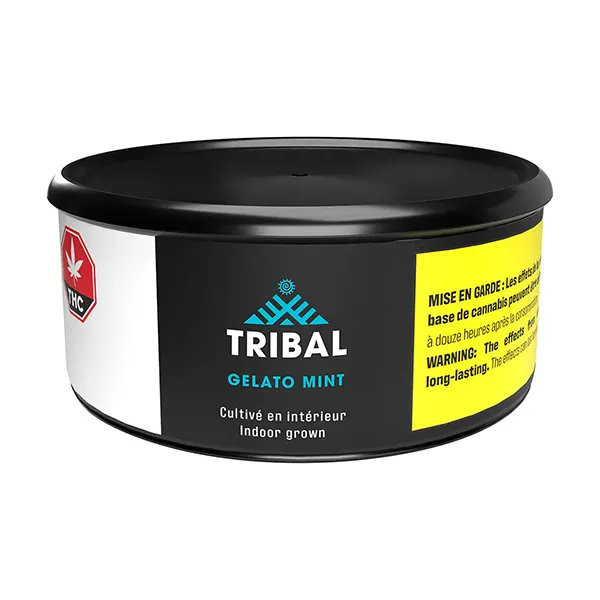 Gelato Mint (Dried Flower) by Tribal