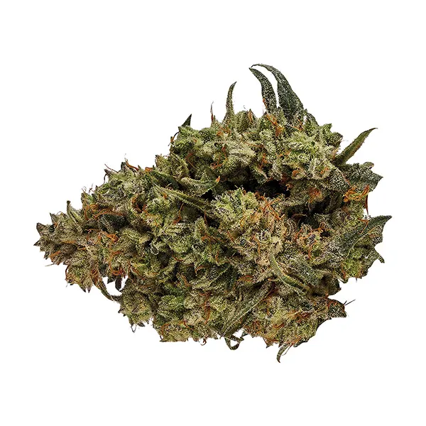 Product image for Orchid CBD Cannabis Flower by Cannara Biotech Inc