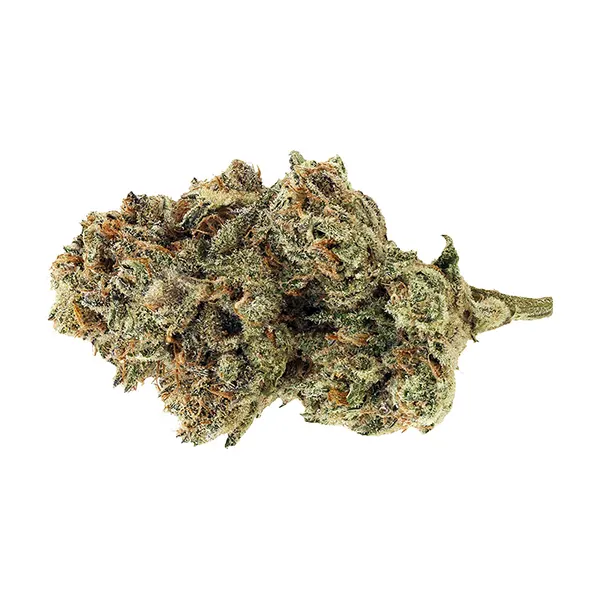 Bud image for The G-Pooch, cannabis dried flower by D lbs