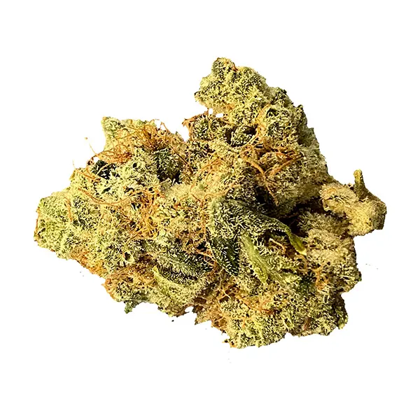 Image for Mailman Strain: Ultraviolet Gmo