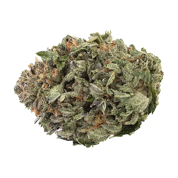 Organic Death Bu..