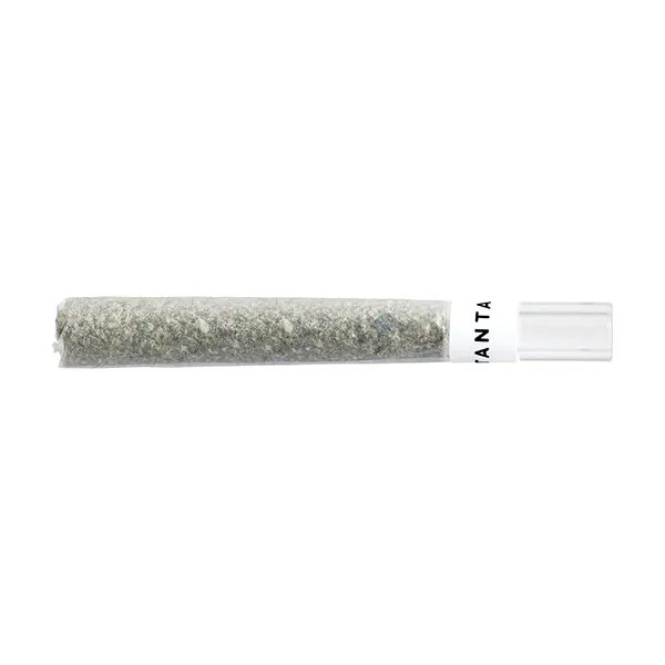 Mai Tai x Zero Gravity Glass Tip Pre Roll (Pre-Rolls) by Tantalus Labs