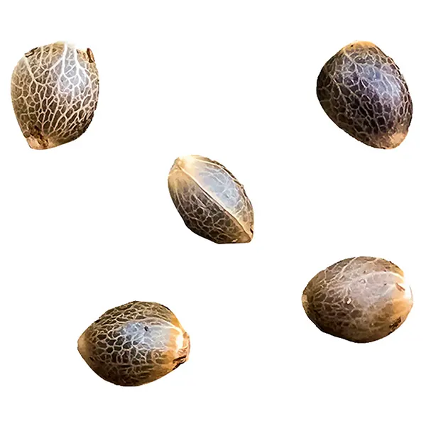 Image for Pheno Hunt - Select Female Seeds, cannabis seeds by Greenherb