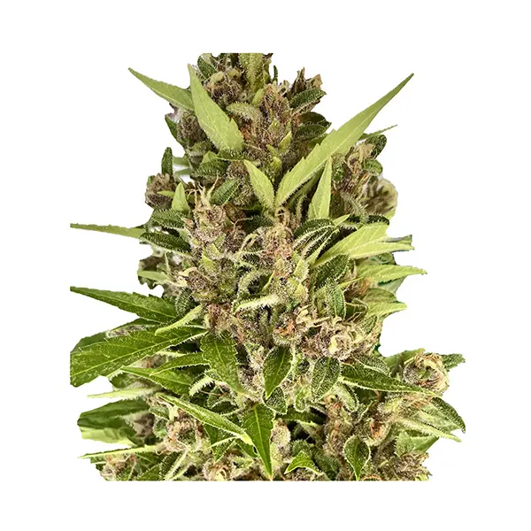 Afghani Caramel Cream 1:1 Auto (Seeds) by Autoflower Breeder's Club