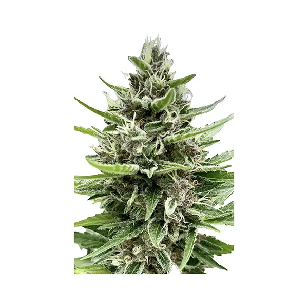 Image for Auto Gelato Biscotti Feminized Seeds, cannabis all products by Automatic Ganja