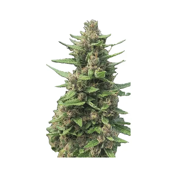 Image for Auto Papaya Apricot Feminized Seeds, cannabis all products by Automatic Ganja