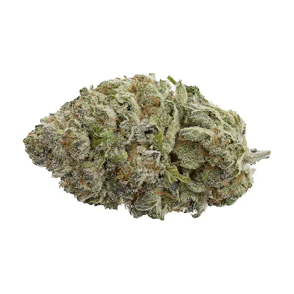 Image for Bluefin Tuna flower