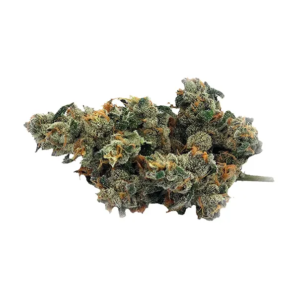 Bud image for Bluenose Berry, cannabis all products by Truro