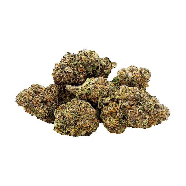 Image for Jealousy x Biscotti