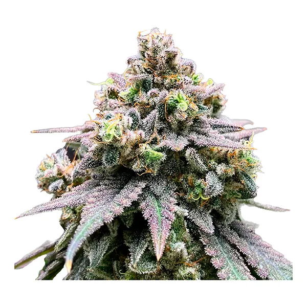 Image for Crasher Breath Fem Seeds, cannabis seeds by Green Rose Seeds