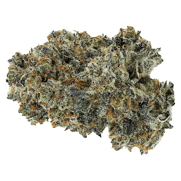 Image for Dreamcatcher