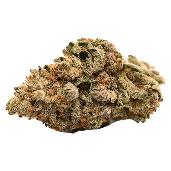 Image for Grease Monkey